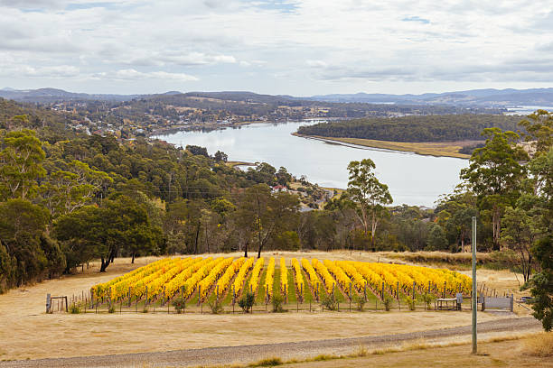 istock Tamar Valley Vineyard and Landscape in Australia 2211434810