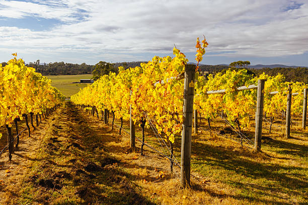 istock Tamar Valley Vineyard and Landscape in Australia 2211434818
