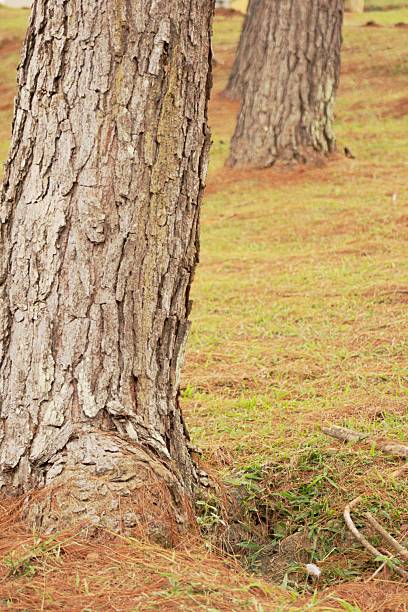 tree trunks are a solid background, pine tree in large numbers. solid background of tree trunks
