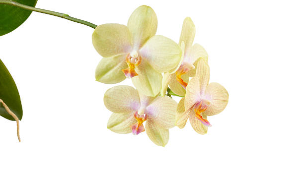 istock yellow orchid flower isolated on white 2211435016
