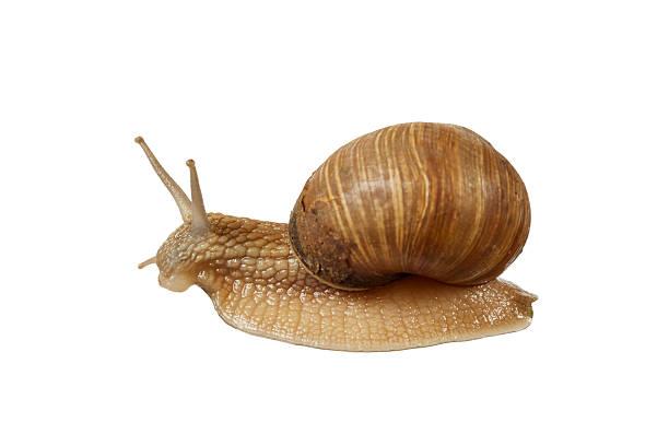 istock Burgundy garden snail isolated on white 2211435061