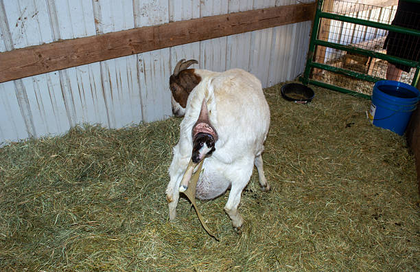 istock Baby goat being born 2211435559