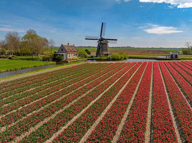 Tulip flowers in a field during springtime with a traditional old Dutch windmill next to the field. The flower bulb field is located in North Holland, one of the best known areas for tulip fields in The Netherlands. View from above.