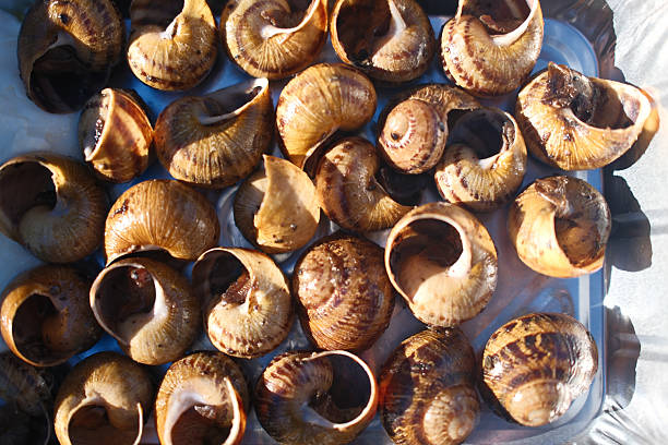cooked snails as catalan food ready to eat