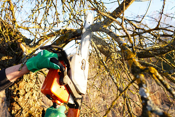 istock Gardener cuts branches old tree use chain saw. Trimming trees with chainsaw in backyard. 2211437304