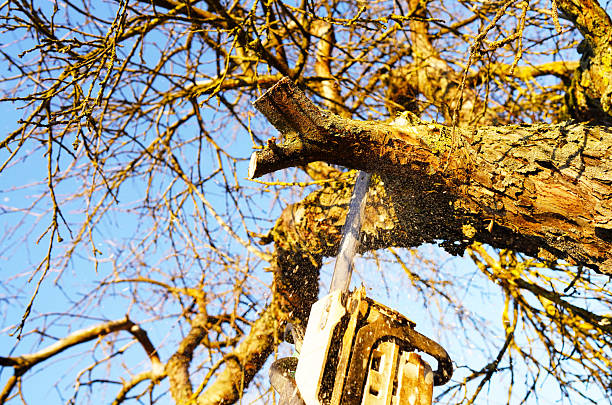 Gardener cuts branches old tree use chain saw. Trimming trees with chainsaw in backyard. Cut branch use branch saw cutter. Gardener on Trimming tree branch. Pruning tree use chain saw on backyard.