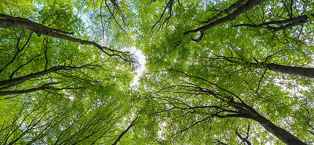 istock Spring landscape of mountain beech forest 2211437592