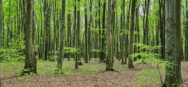 istock Spring landscape of mountain beech forest 2211437653