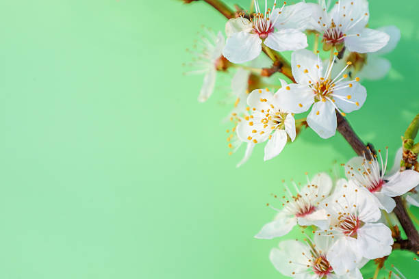 istock A branch of blooming plum with delicate white flowers and yellow stamens on a solid light-green background. The flowers are arranged along the curved branch in the right part of the image, leaving plenty of empty space on the left. 2211437862