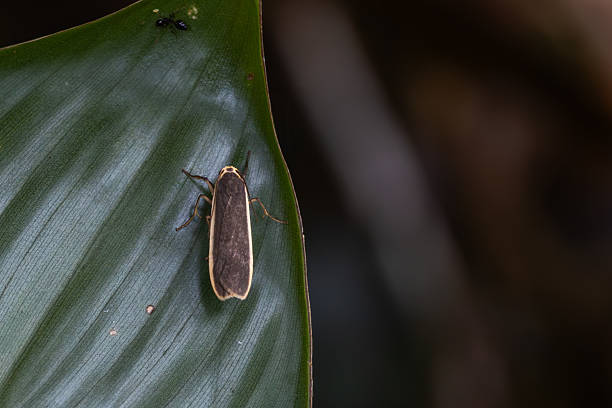 The Brunia antica moth on a leaf  in the rain tropical  forest on the island of Bali in Indonesia.