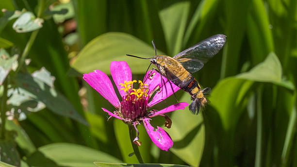 istock Coffee Clearwing, Pellucid Hawk Moth, (Cephonodes hylas), Sphinx majeur du caille-lait, Hemarina, Dilophonotini, Macroglossinae, Bombycoidea, Lepidoptera. 2211440111