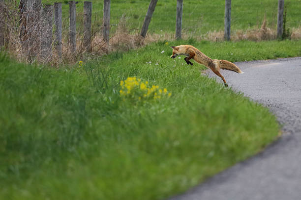 Fox jumping in the hunt foe food an a agriculturar field