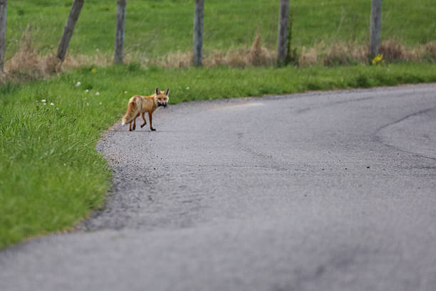 Fox out hunting in the country