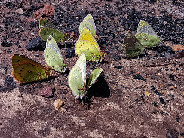 Butterfly drinking juice from fruit on feeder - animal behavior.