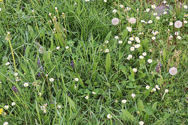 istock Green meadow with wildflowers 2211442393
