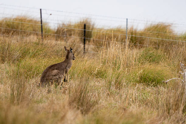 Kangaroo Standing in the wild life
