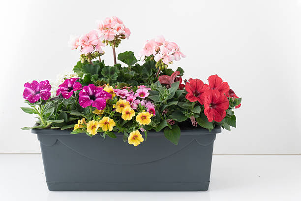 istock Flowers blooming in pots isolated nature background with clipping path 2211445155