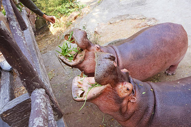 Two curious and friendly Pygmy hippopotamus submerged in water