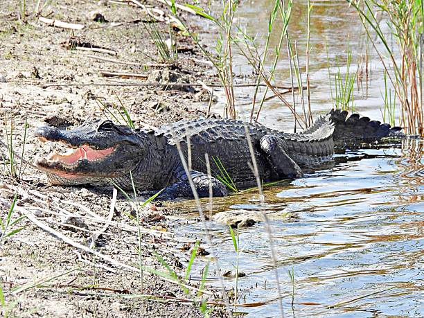 istock American Alligator (Alligator mississippiensis) -  resting at water's edge with mouth open 2211446074
