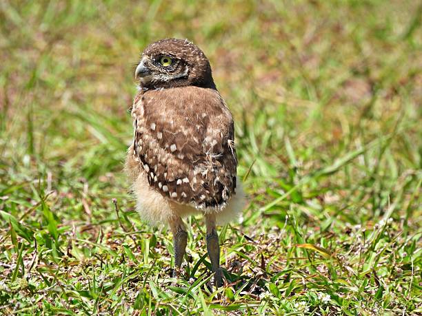 Burrowing Owl - young bird, rear view