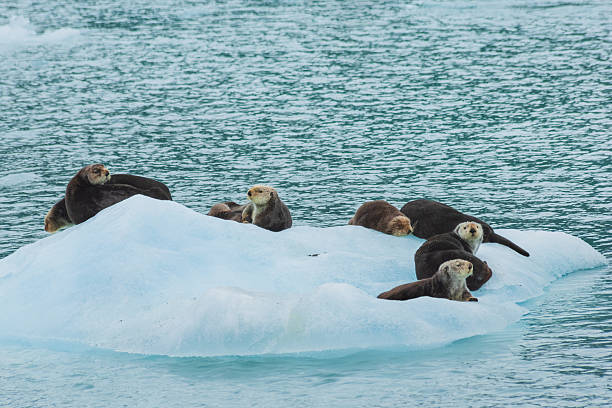 istock Sea otters resting on the ice flow 2211446658
