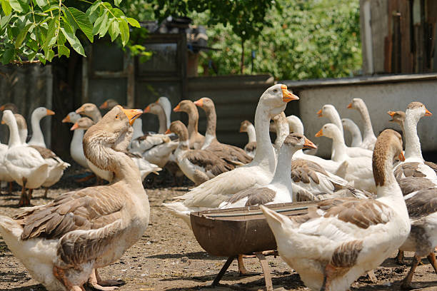 White geese drink water in the barnyard of farm