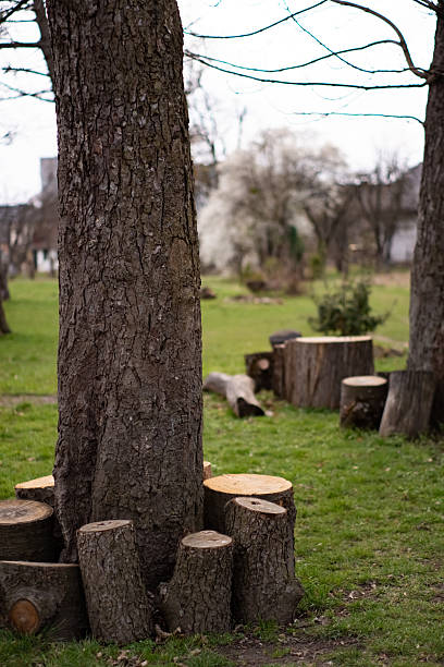 istock Group of Tree Stumps in the Park 2211447766
