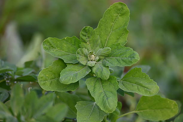 istock Chenopodium album plants. 2211447787