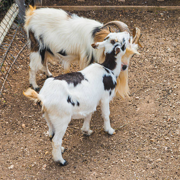 Pair of goats. Male and female are making love to each other while they are well cared for on their farm.