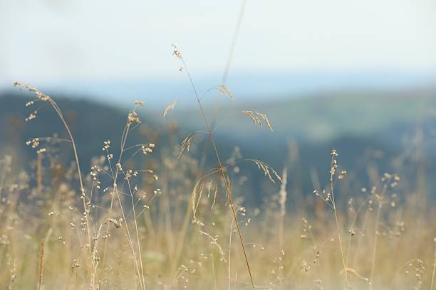 Green grass growing in mountains on summer day