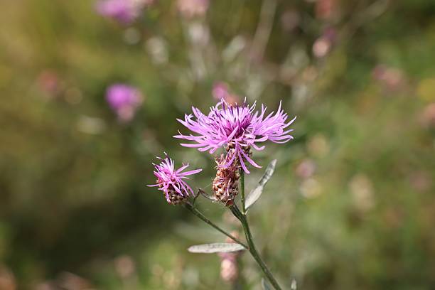 istock Many beautiful plants with flowers growing outdoors, closeup 2211450231