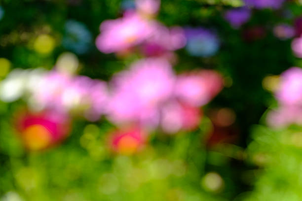 A soft, blurred composition of colorful garden flowers creates an abstract and dreamy impression.