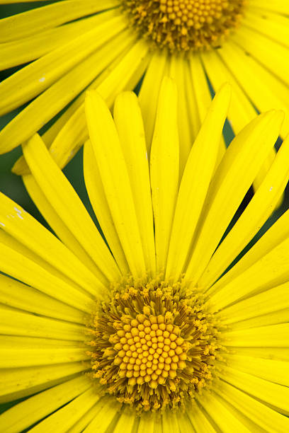 Cota tinctoria, Anthemis tinctoria. Bright yellow flowers that look like daisies against Grass with a blurred background. Beautiful close-up. SOFT OPTICAL EFFECT (lens)