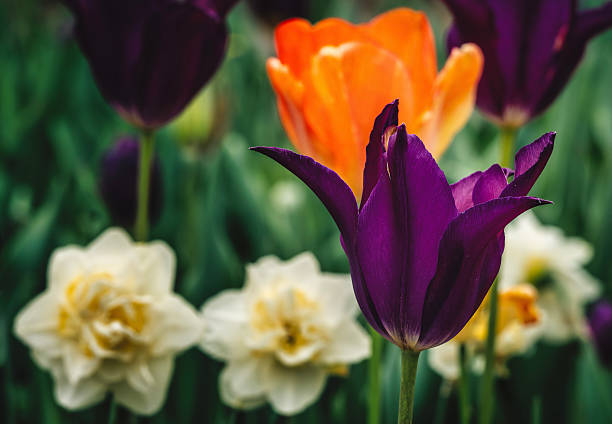 Beautiful tulips are in full bloom, Tulips of all colors are in the fields