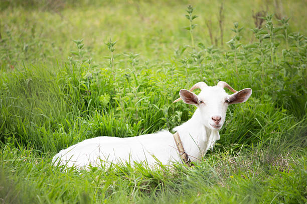 A white goat resting peacefully in lush green grass. Perfect for projects themed around nature, farm animals, and pastoral landscapes.