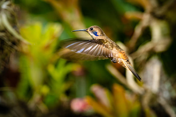 Hummingbird close-up flying and feeding