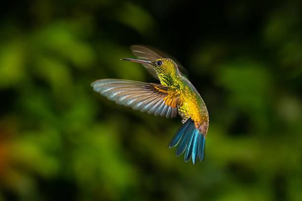 istock Hummingbird close-up flying and feeding 2211453406