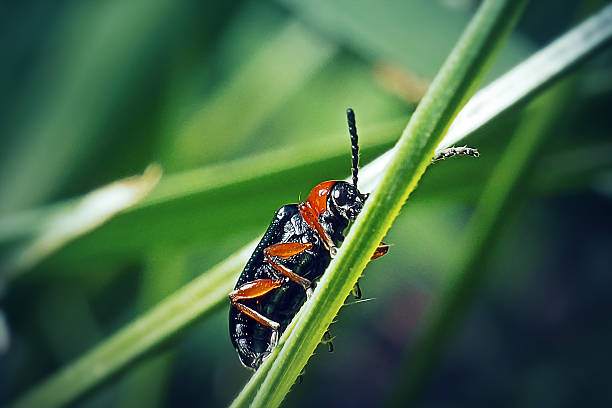 Oulema melanopus Cereal Leaf Beetle Insect. Digitally Enhanced Photograph.