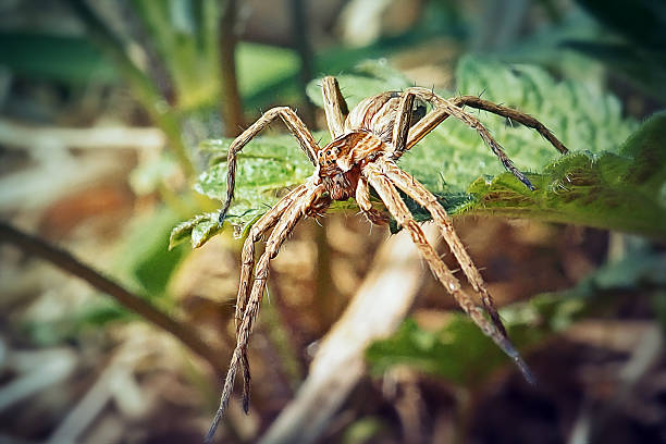 istock Pisaura mirabilis Nursery Web Spider 2211454605
