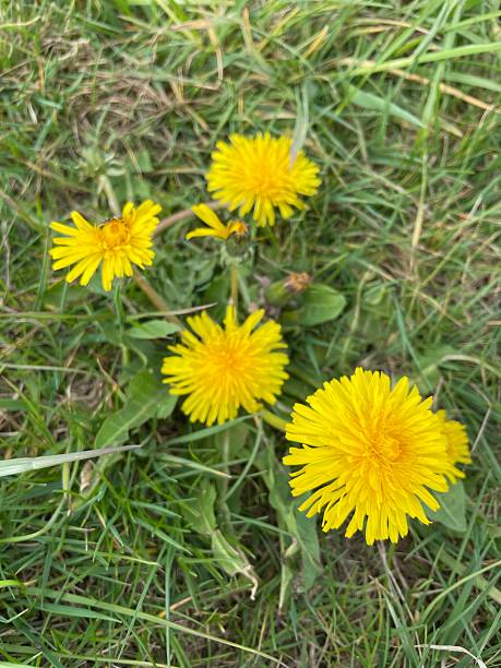 istock Dandelions in the Grass, Northamptonshire, England 2211455521