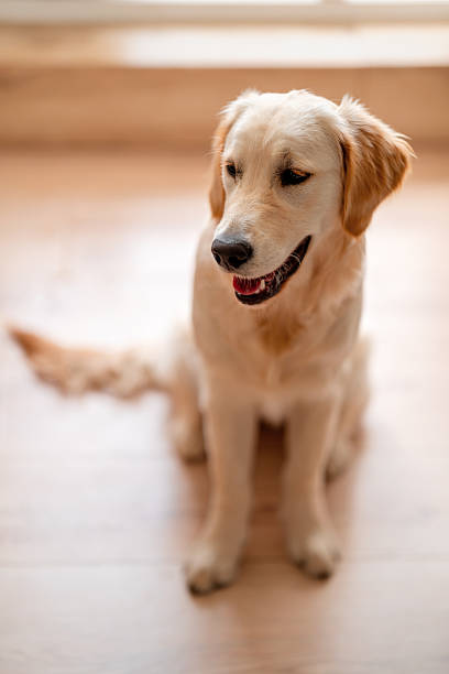 istock Cute Golden Retriever at Home. 2211455606