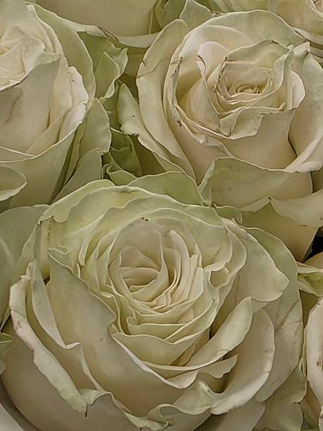 istock Whir light green roses up close 2211456197