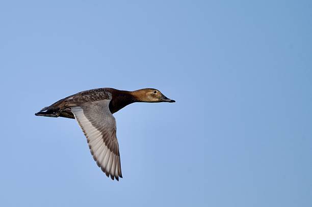 istock pochard duck in flight against a blue sky 2211457375