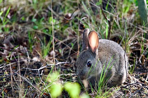 A young rabbit caught hiding under the rose bushes
