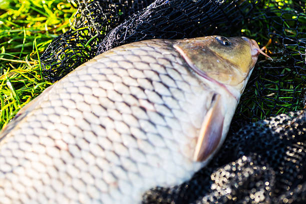 Freshwater fishing and fishing rod. Caught fish lies in green grass.