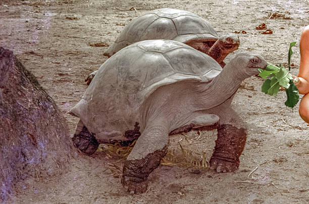 istock Aldabra giant tortoise - La Digue, Seychelles 2211457535