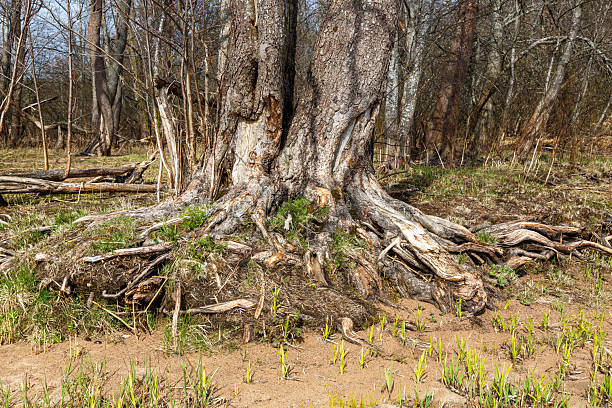 istock Old trees with bare roots and fallen bark grow in the forest. Ecological concept. 2211458473
