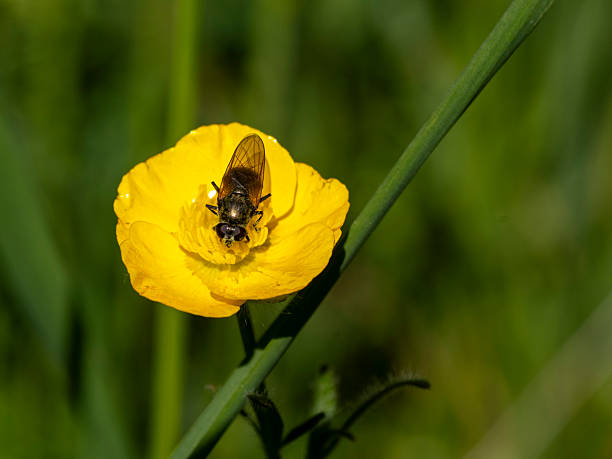 A yellow-winged hoverfly (Cheilosia impressa) sits on a buttercup flower (Ranunculus) in a meadow in Musio. Musio is a district of the municipality of Tremosine on the western shore of Lake Garda.