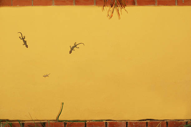 This image features lizards climbing on a vibrant yellow wall with a brick border. The minimalist design highlights nature's beauty against a bold and sunny backdrop.