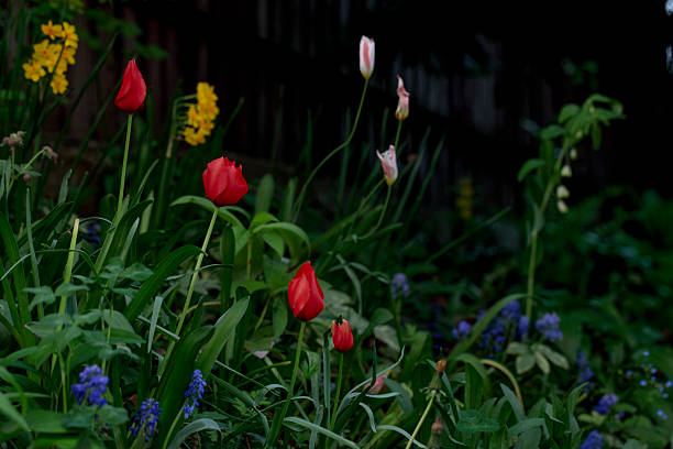 Lovely assortment of white,pink and red tulips in beautiful patterns on a bright spring day at the Ottawa Tulip Festival,Commissioners Park in Ottawa,Ontario,Canada